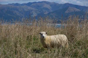 Un mouton qui pose (sans bêler) durant notre promenade autour de la Kaikoura Peninsula.